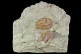 Ordovician Trilobite (Euloma) - Zagora, Morocco #105793-1